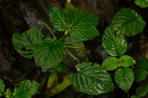 Streptocarpus kamerunensis image