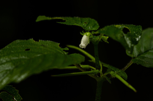 Streptocarpus kamerunensis image