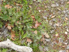 Parentucellia latifolia