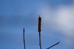 Neolasioptera cornicola