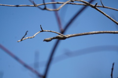 Neolasioptera cornicola