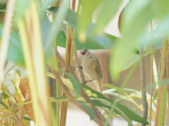 Pycnonotus blanfordi