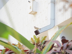 Pycnonotus blanfordi