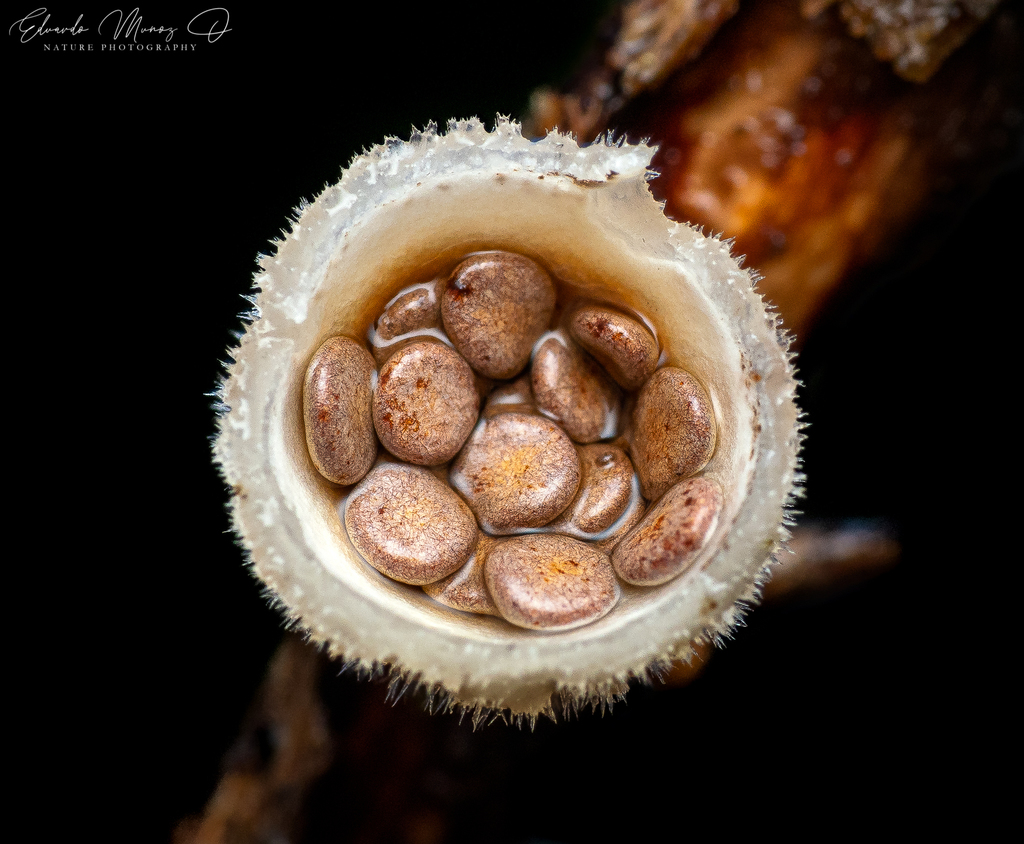 woolly bird's nest fungus from Chile on July 24, 2021 at 1218 PM by