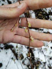 Corylopsis pauciflora
