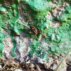 Lycosinae