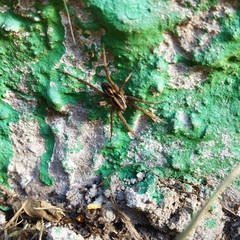 Lycosinae