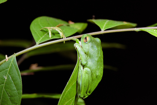 Zhangixalus moltrechti