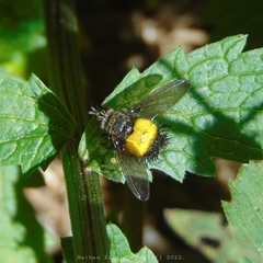 Xanthoepalpus bicolor