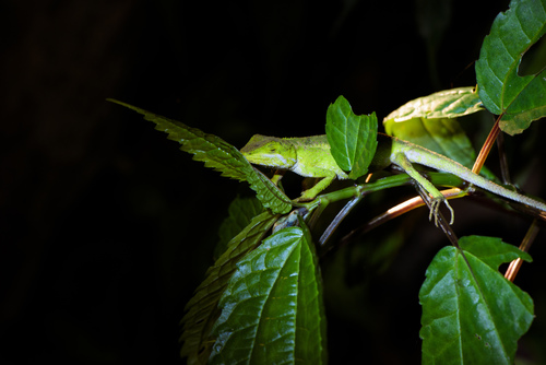 Diploderma brevipes