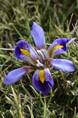 Iris unguicularis cretensis