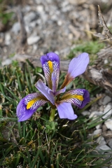 Iris unguicularis cretensis
