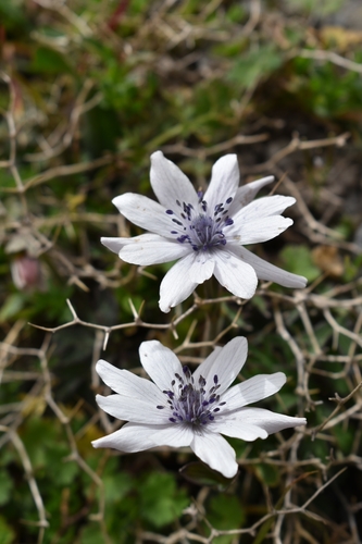 Broad-leaved anemone