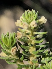 Phylica axillaris