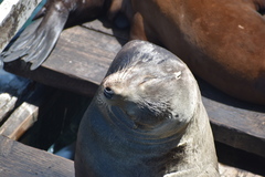 Zalophus californianus