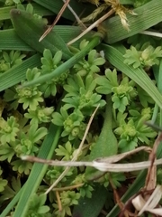 Alchemilla australis