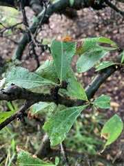 Commiphora glandulosa