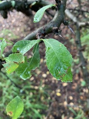 Commiphora glandulosa