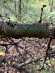 Commiphora glandulosa