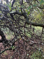 Commiphora glandulosa