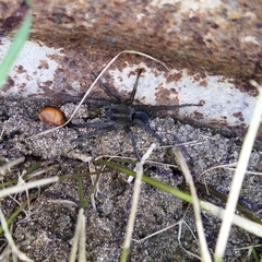 Lycosinae