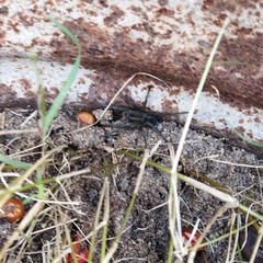Lycosinae