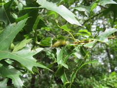 Halysidota tessellaris