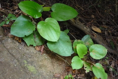 Phyllagathis hispida