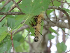 Acronicta americana