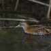 New Zealand Baillon's Crake - Photo (c) Oscar Thomas, some rights reserved (CC BY-NC-ND), uploaded by Oscar Thomas