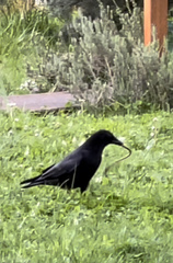 Corvus