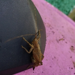 Dasyscelus normalis