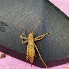Dasyscelus normalis