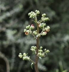 Scrophularia lucida