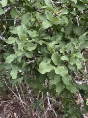 Combretum mossambicense