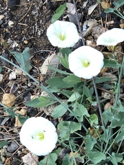 Calystegia subacaulis