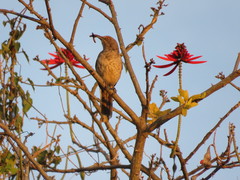 Toxostoma curvirostre