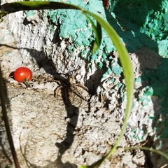 Lycosinae