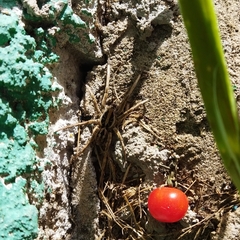 Lycosinae