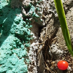 Lycosinae