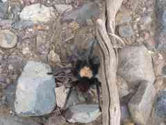 Brachypelma albiceps