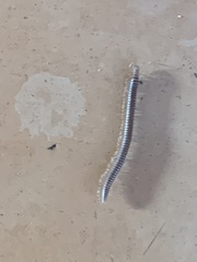 Eugnatha
