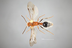 Sphaeropthalma facilis