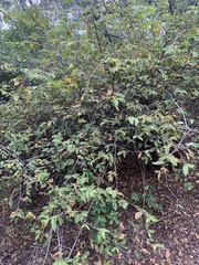 Grewia flavescens