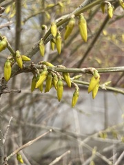 Forsythia