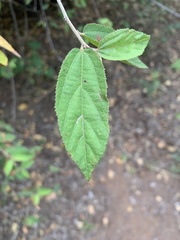Grewia flavescens