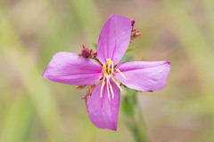 Rhexia alifanus