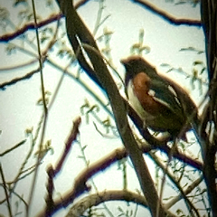 Pipilo erythrophthalmus