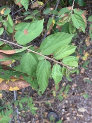 Grewia flavescens