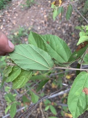 Grewia flavescens